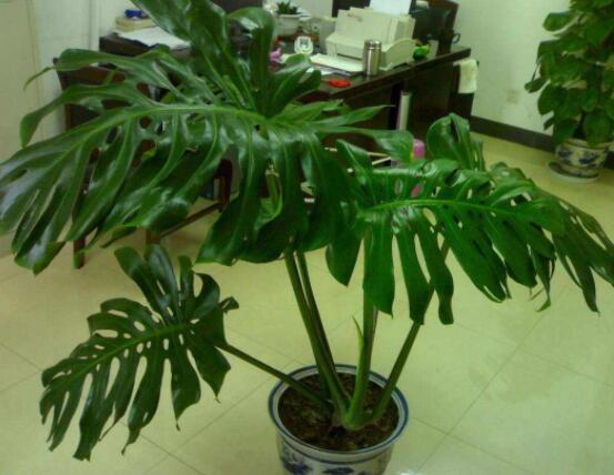 龜背竹好養(yǎng)嗎，老農總結最好養(yǎng)的六點基本方法