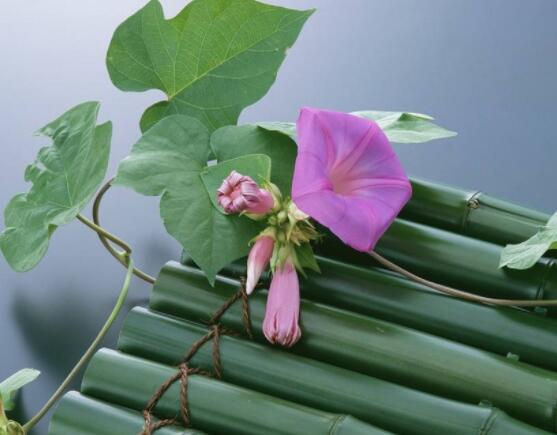 爬藤牽?；ǚN植方法，擇健康飽滿種子/借靠輔助物攀爬