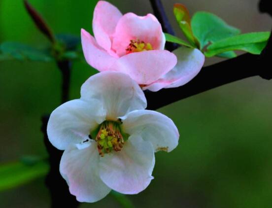 海棠花開寓意，寓意著捷報(bào)壽滿堂、五世同堂