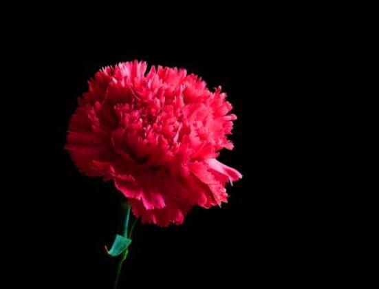 送康乃馨代表什么意思，代表著對(duì)母親深深的愛(ài)