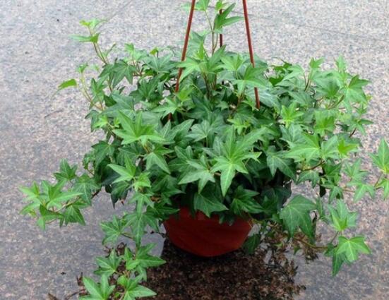 盆栽常春藤怎么爆盆，教你五點(diǎn)養(yǎng)護(hù)措施盆盆枝繁葉茂