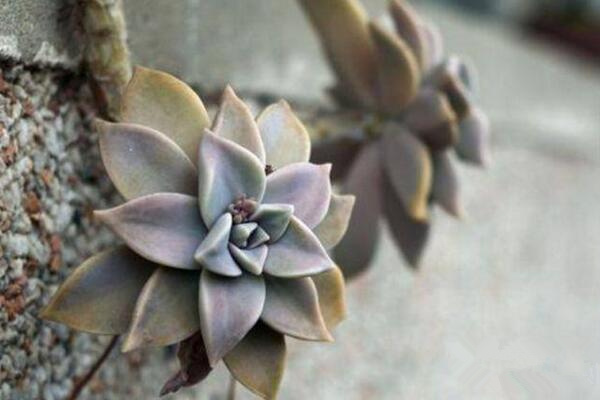 寶石花為什么非常耐旱，因為它的葉子能夠蓄水