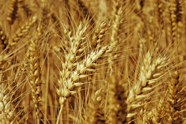 小麥增產(chǎn)打什么藥