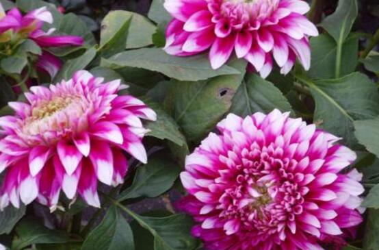 牡丹花可以水培嗎，牡丹花水培方法