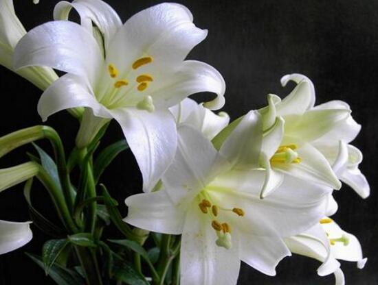 百合花怎么修剪，百合花的修剪方法圖解