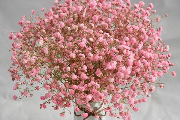 紅色滿天星花語(yǔ)含義，關(guān)心照料/不可或缺的配角