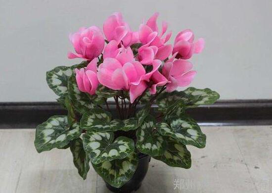 仙客來(lái)可以水培嗎，仙客來(lái)的水培方法