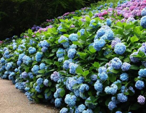 水養(yǎng)繡球花蔫了怎么辦，做好這五點(diǎn)水養(yǎng)花色鮮艷美麗