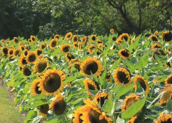 向日葵多久澆一次水，向日葵怎么澆水