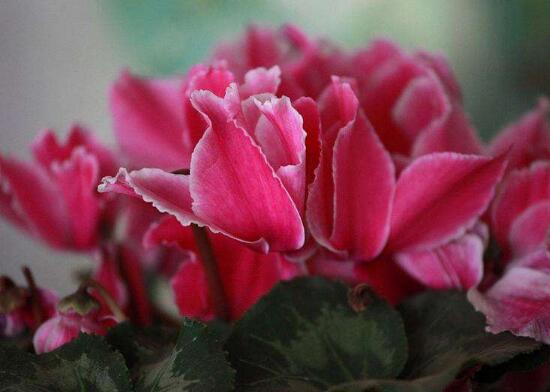 仙客來有毒嗎，仙客來可以放在臥室嗎/誤食會中毒