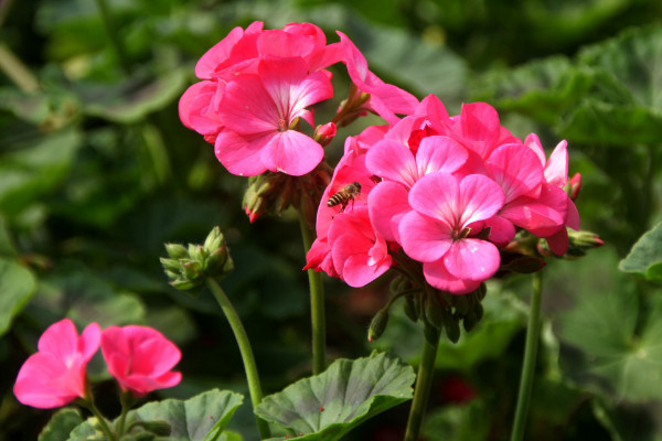 石臘紅怎么養(yǎng)，不可接受強(qiáng)度過(guò)高的光照滋養(yǎng)