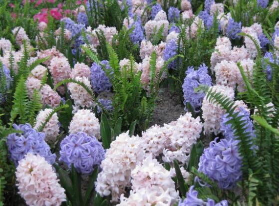 風信子怎么養(yǎng)，風信子養(yǎng)殖方法