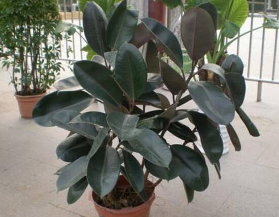 橡皮樹的汁液有毒嗎，橡皮樹適合在室內養(yǎng)嗎