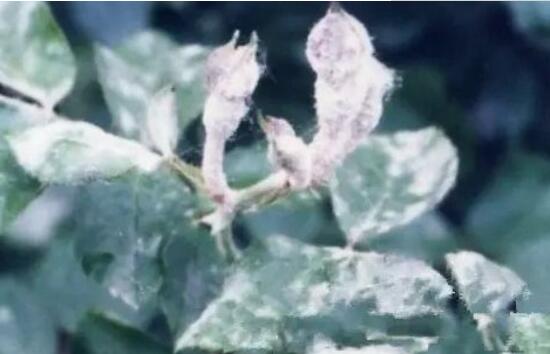 幸福樹有哪些病蟲害，幸福樹的病害及其防治