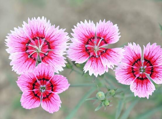 石竹和康乃馨的區(qū)別，三種辨別方法(株高/葉片/花序)