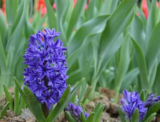 風信子的養(yǎng)殖方法和注意事項，6個步驟幫你養(yǎng)好風信子