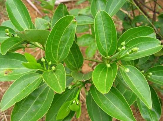 平安樹適合放客廳嗎，凈化空氣、招財(cái)生旺