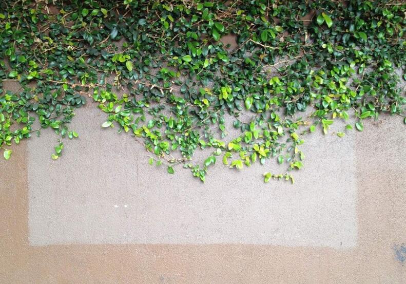 常春藤有什么作用，綠化環(huán)境又凈化空氣