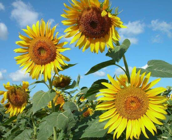 向日葵多久澆一次水，向日葵怎么澆水