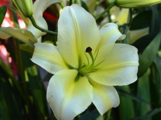 香水百合的花語(yǔ)，代表著純潔而又偉大的愛