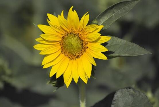 向日葵葉子發(fā)黃怎么辦，做好三個(gè)重要養(yǎng)護(hù)要點(diǎn)(光照/澆水/施肥)