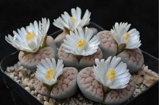 生石花怎么分株繁殖，教你一學(xué)就會(huì)五個(gè)基本步驟