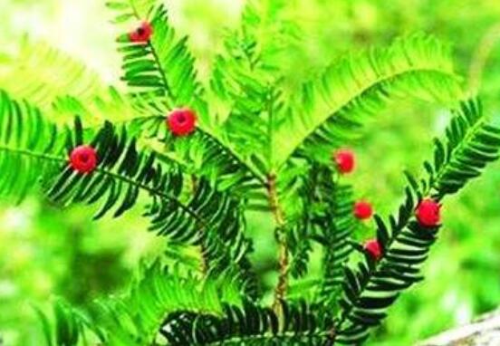 家里養(yǎng)紅豆杉風(fēng)水好嗎，起到延年益壽、幸福健康