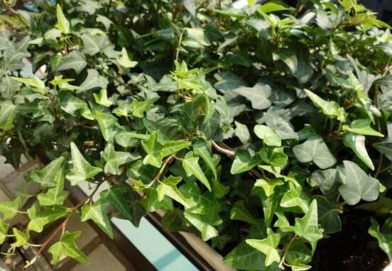 小葉常春藤的養(yǎng)殖方法，教你八個簡單易學基本方法
