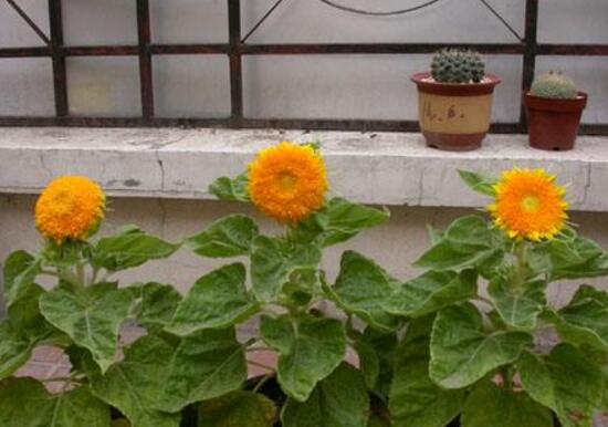 矮向日葵可以水培嗎，向日葵水培養(yǎng)護(hù)方法