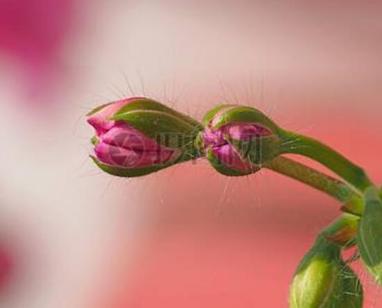 天竺葵花苞干枯怎么辦，老農(nóng)總結(jié)三種最常見解決方法
