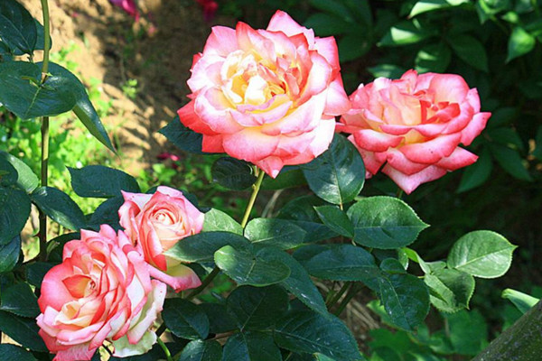 月季長(zhǎng)蟲子用什么藥