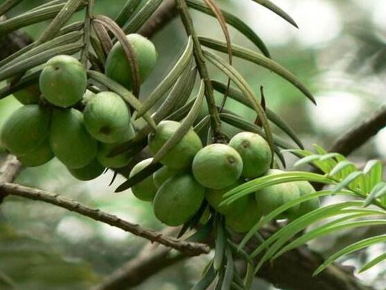 紅豆杉怎么繁殖，紅豆杉繁殖方法