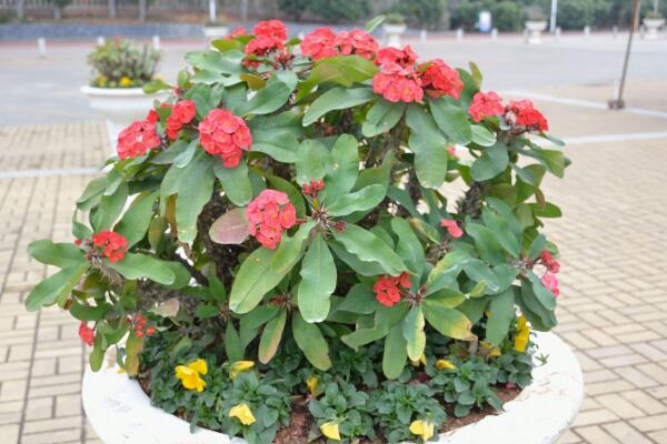 虎刺梅不開花怎么辦，加強(qiáng)通風(fēng)并增加光照