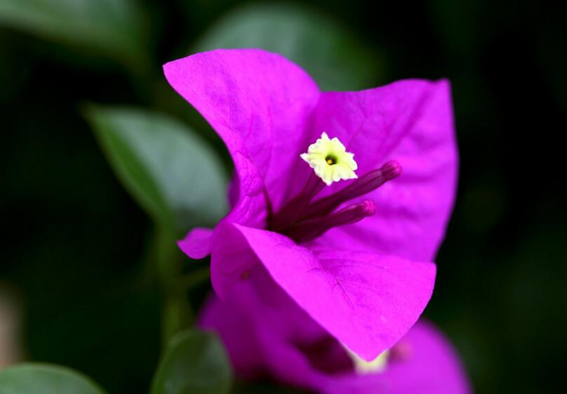 三角梅花期什么時候，養(yǎng)的好一年四季都可以開花