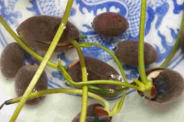 荷花種子的種植方法，5步即可完成荷花的種植