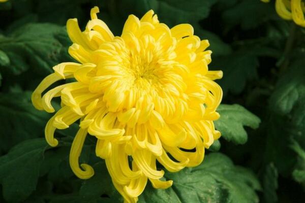 菊花室外能過(guò)冬嗎，只有南方地區(qū)才能室外過(guò)冬