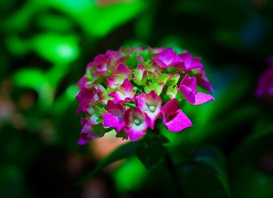 繡球花怎么繁殖，繡球花的扦插方法