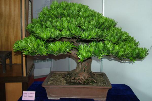 羅漢松種在家里禁忌，忌放在財(cái)位處