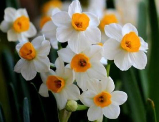 水仙花的栽培技術，盤點水培與土培簡單操作步驟