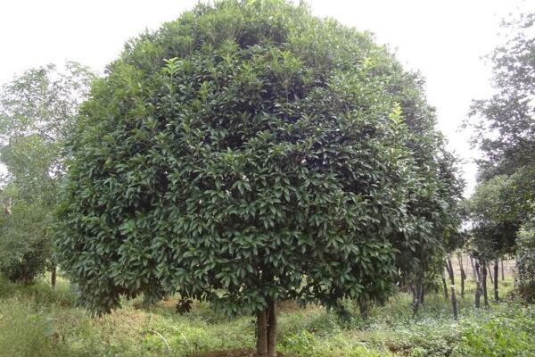 桂花樹的修剪與養(yǎng)護，桂花樹修剪可通過3步進行