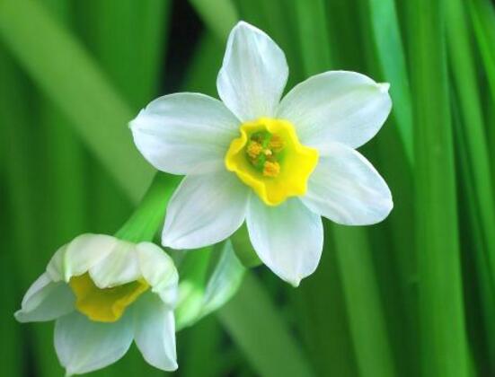水仙花怎么施肥，水仙花施肥方法