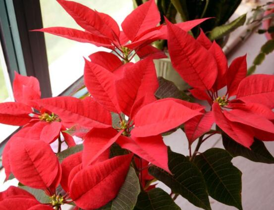 一品紅如何剪枝，春夏季節(jié)修剪最好(兩次摘心)