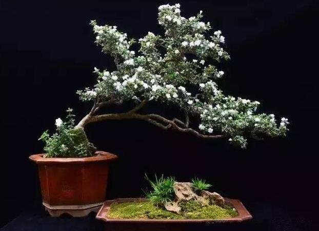 六月雪的養(yǎng)殖方法和注意事項(xiàng)，夏天要注意高溫死苗