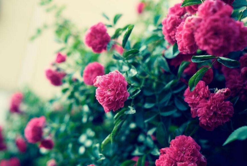 薔薇花怎么吃，可泡茶喝也可以煮魚湯一起吃