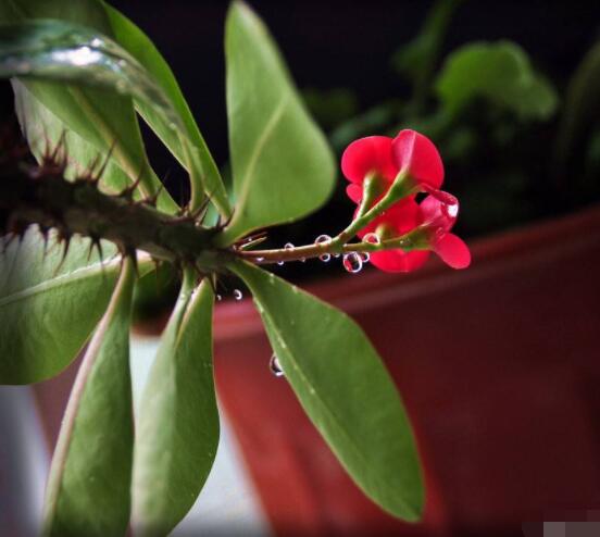 虎刺梅冬天養(yǎng)殖的禁忌，做好四個(gè)要點(diǎn)便可安然過(guò)冬