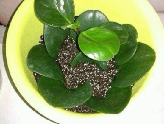 橡皮樹扦插，教你六大基本步驟快速生根發(fā)芽(30天)