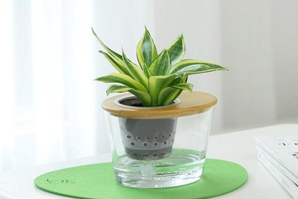 水培虎皮蘭能過冬嗎，注意保暖并加強(qiáng)光照