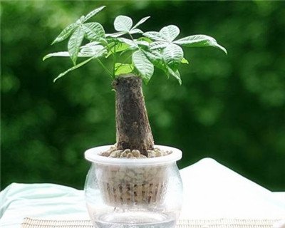 發(fā)財(cái)樹(shù)的修剪方法之水培花卉修剪與摘心方法