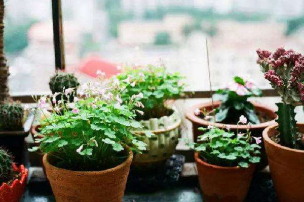 怎么養(yǎng)花不容易枯萎