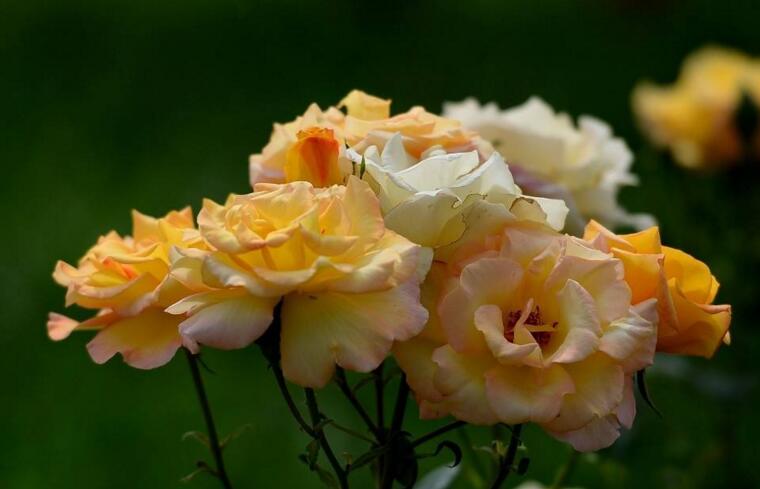 月季花可不可以泡茶，可以喝/但是要注意這些禁忌